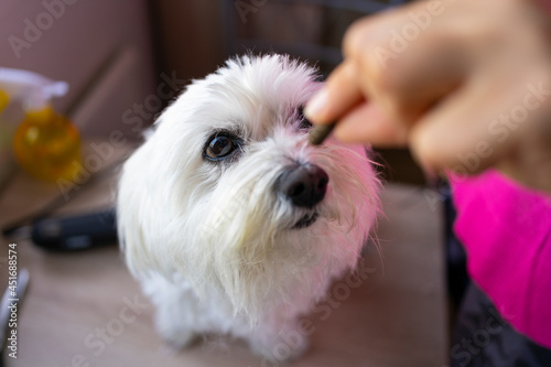 Offering a prize to a Maltese bichon.