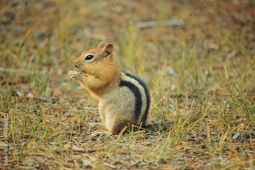 Golden Mantled Ground Squirrel in grass photo