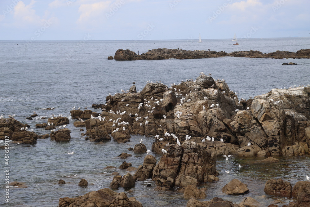 Seagulls on the rocks 