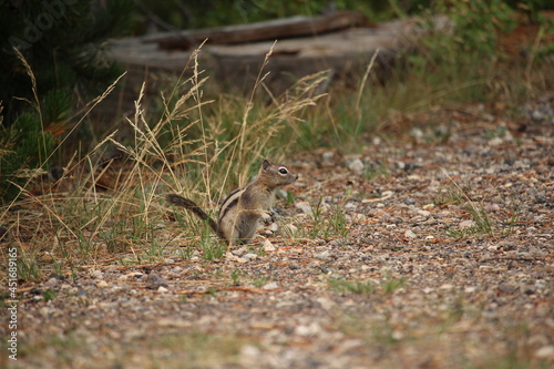 Small ground squirrel on forest floor © Carine