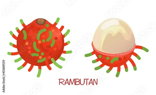 Rambutan Illustration. Fresh Rambutan Fruit Doodle. Nephelium lappaceum. Lichas. Mamón chino photo