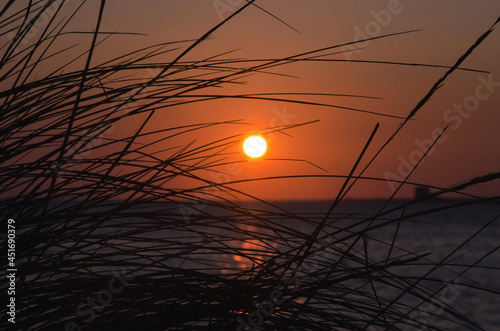 Bild auf Leinwand Beautiful order in the thickets of the Italian beach