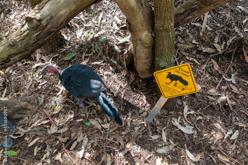 Obraz premium オーストラリアのシドニーにあるタロンガ動物園などを観光している風景 Scenes of sightseeing at Taronga Zoo and other places in Sydney, Australia.