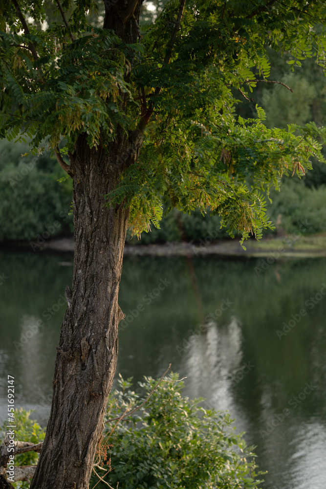 tree next to river in the summer at the park morning mist nature 