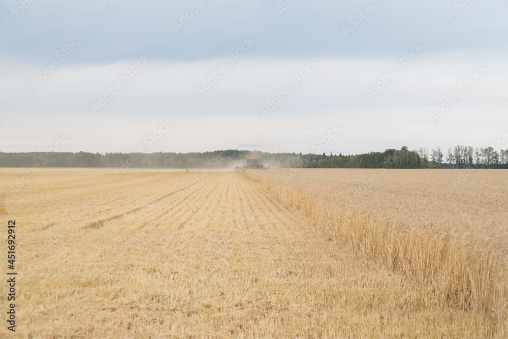 combining a wheat field at harvest time