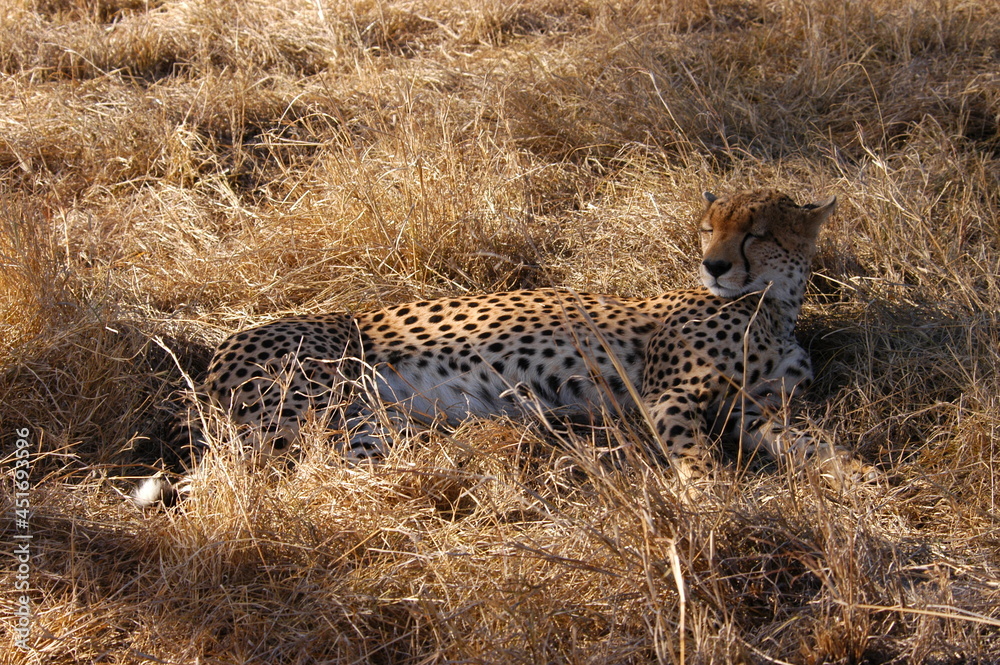 Cheetah living in Masai Mara, Kenya Cheetah living in Masai Mara, Kenya