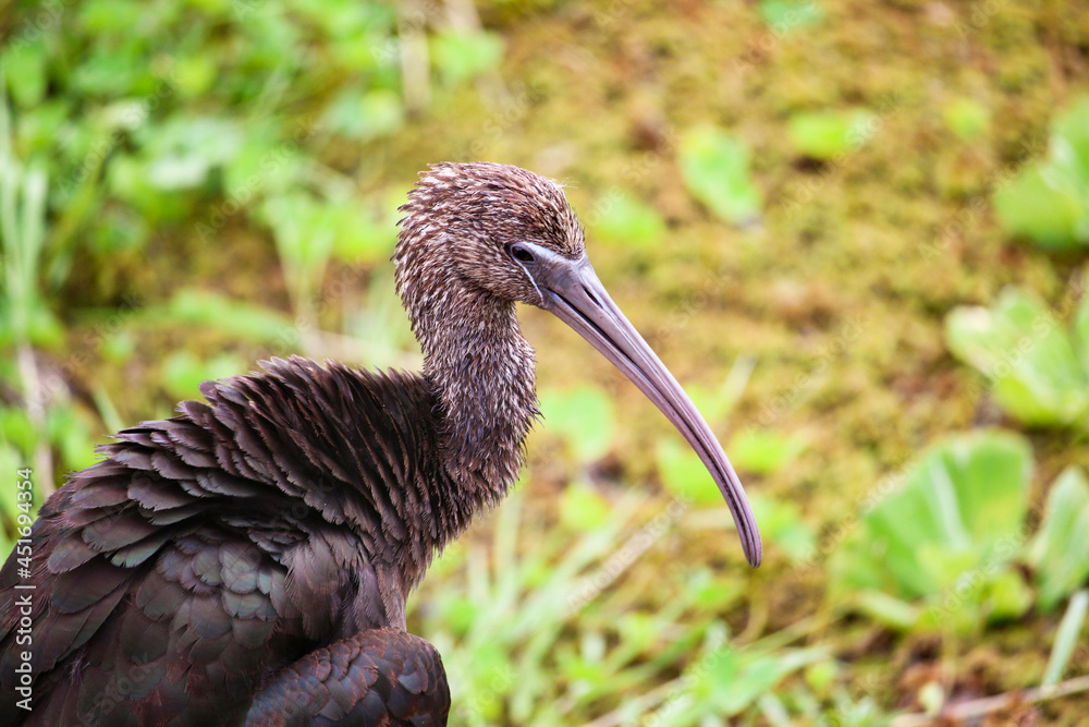 Naklejka premium glossy ibis
