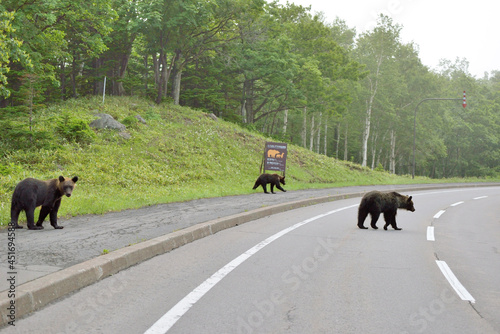 道路を横断するヒグマ（北海道・知床）
