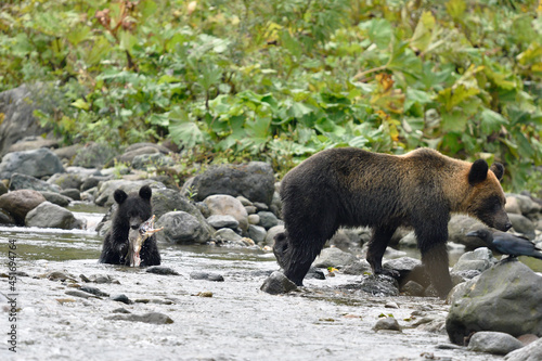 サケを捕らえたヒグマの子ども（北海道・知床）
