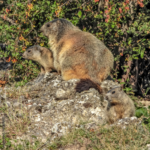 Marmotte dans les Alpes du Sud en France