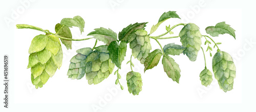 Hop Plant for the production of Beer or Ale. Watercolor hand drawn illustration for Octoberfest. Sketch on white isolated background for ornament or any design