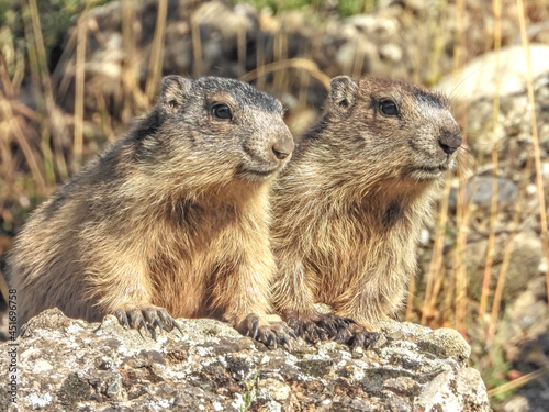 Marmotte dans les Alpes du Sud en France photo