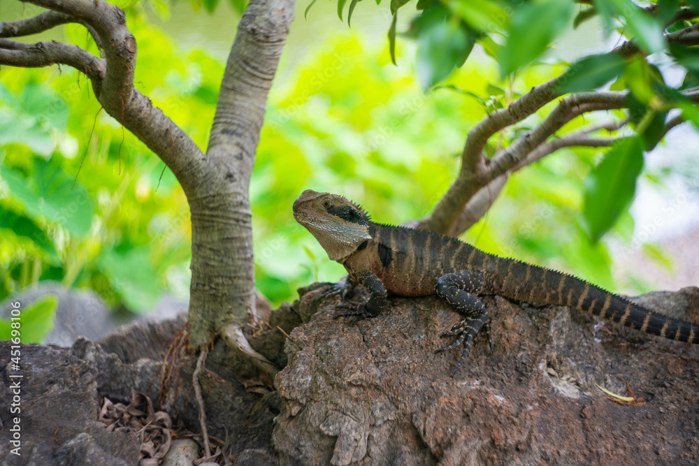 Fototapeta premium オーストラリアのシドニーにある観光名所を観光している風景 Scenes of sightseeing in Sydney, Australia.