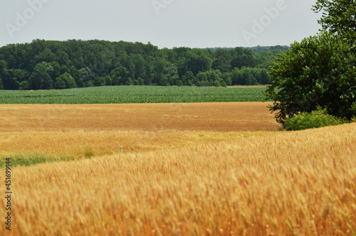 Hay in the farm fields
