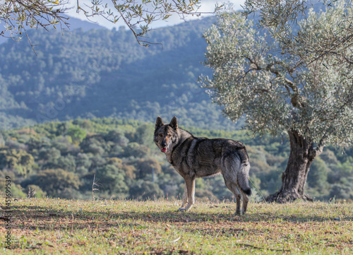 Czechoslovakian wolf dog in the countryside with olive trees and the woods in the background.  Czech wolf dog. Chien loup. Perro lobo checo. Perro lobo checoslovaco.