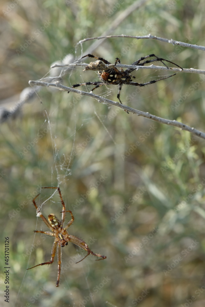 Western Spotted Orb Weaver spiders Male and Female on Antelope Island, Utah Western Spotted Orb Weaver spiders Male and Female on Antelope Island, Utah