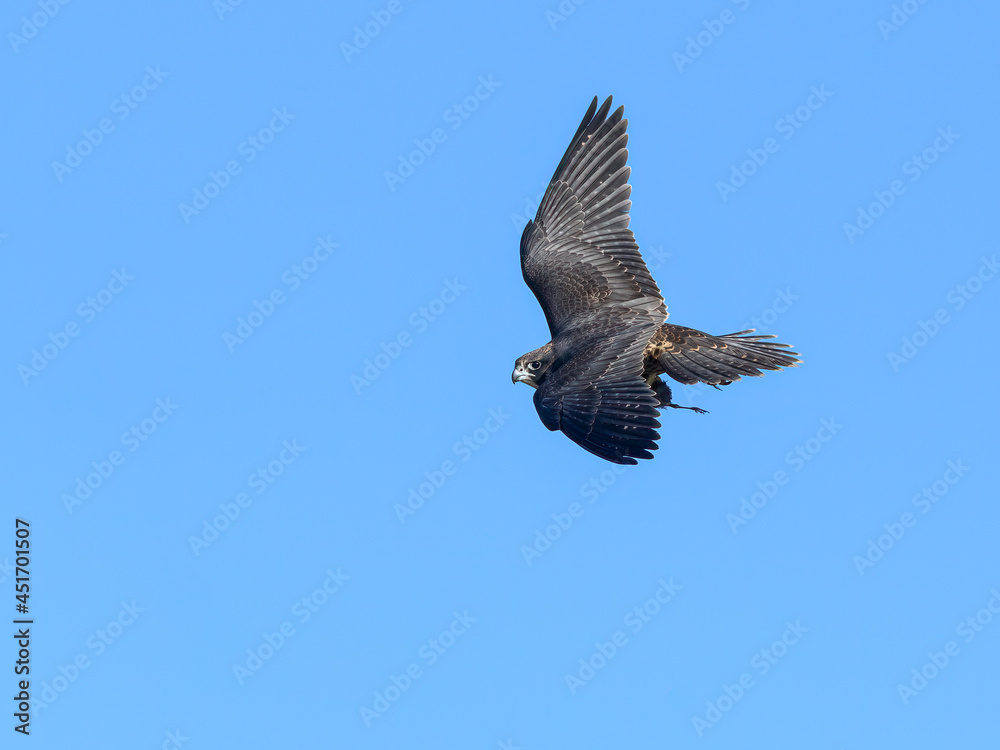 Fototapeta premium Peregrine Falcon Flying with Prey on Blue Sky