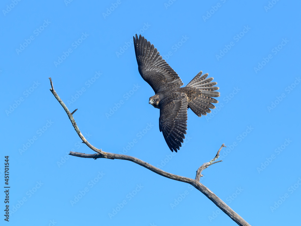 Fototapeta premium Peregrine Falcon Flying with Open Wings on Blue Sky