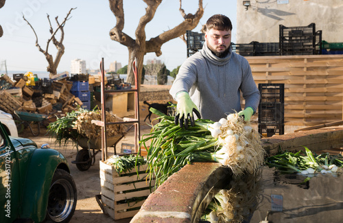 Young worker of small vegetable farm washing freshly harvested green spring onions, preparing for crop delivery to market.. photo