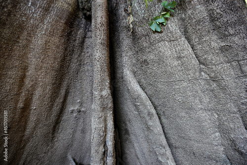 
Kapok tree with heights ranging from 60 to 70 meters (but that can reach 90), the “mother-of-trees” is known for the immensity of its trunk, which can have about three meters in diameter.
