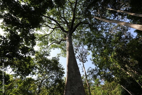 
Kapok tree with heights ranging from 60 to 70 meters (but that can reach 90), the “mother-of-trees” is known for the immensity of its trunk, which can have about three meters in diameter.