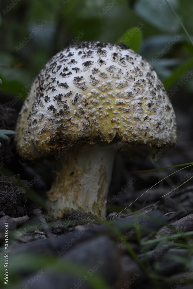 Bloods Lake trail mushroom on the forest floor Wasatch mountains, Utah Bloods Lake trail mushroom on the forest floor Wasatch mountains, Utah