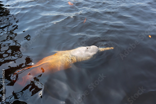 
Pink dolphin is the largest of the river dolphins, with males reaching 2.55 meters in length and 185 kilograms and 2.15 meters and 150 kilograms. Swimming in the Rio Negro, Manaus