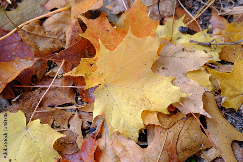 Beautifully detailed golden yellow and tan autumn leaves as ground cover in the forest