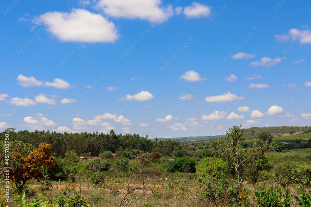 trees in the mountains