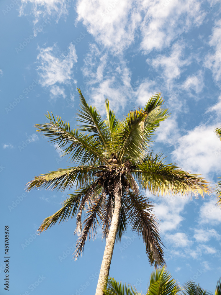 tropical palm coconut tree against blue sky with some clouds