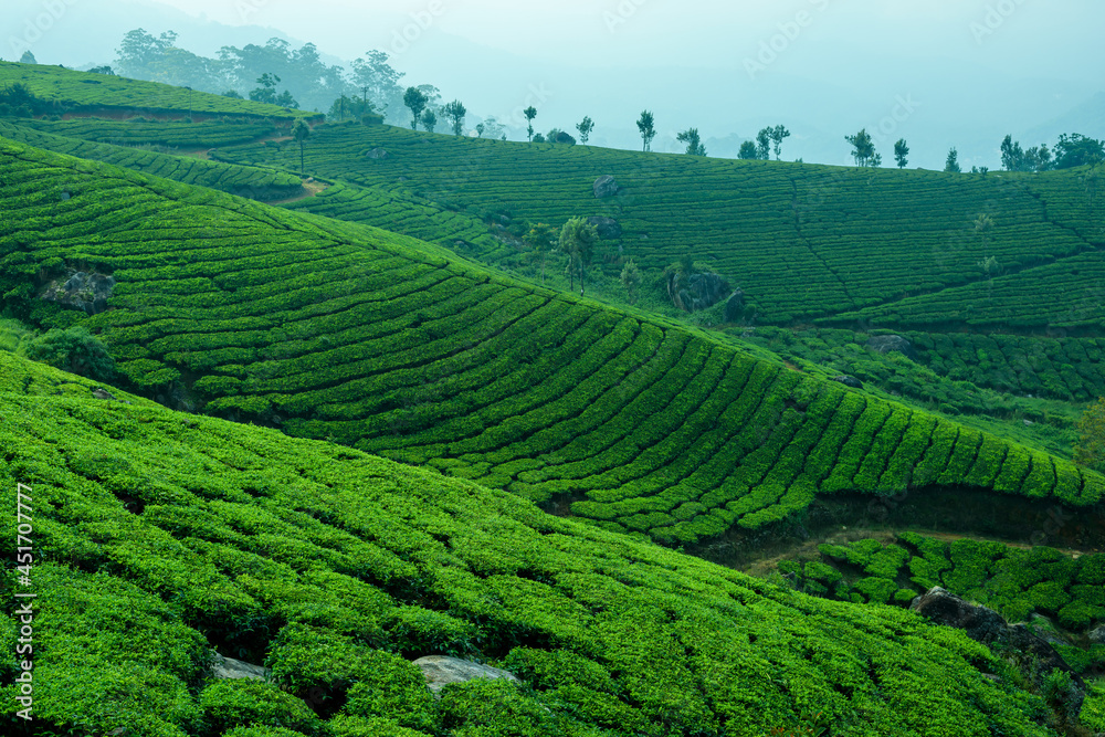 Beautiful tea plantations in hills near Munnar, Kerala, India.