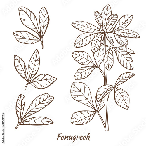 Fenugreek Plant and Leaves in Hand Drawn Style