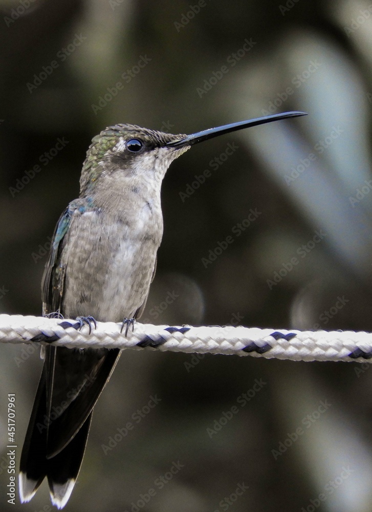 Fototapeta premium hummingbird