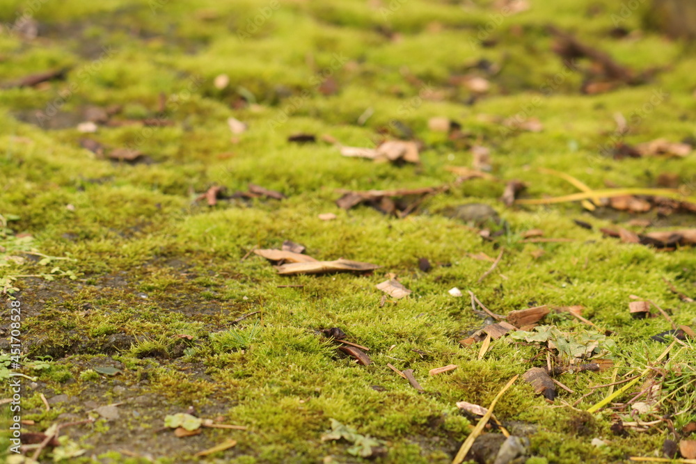 moss on the ground, cobblestone background moss on the ground, cobblestone background