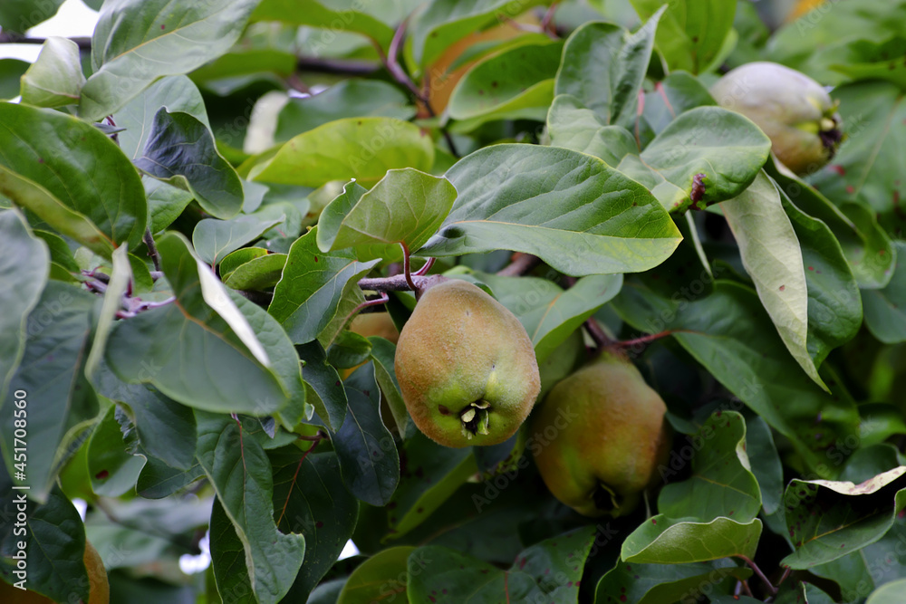 Bereczki-Quince, pear quince [Cydonia oblonga) on the tree before harvest in early summer Bereczki-Quince, pear quince [Cydonia oblonga) on the tree before harvest in early summer
