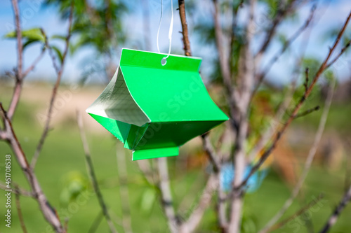 Fruit tree moth sticky trap with pheromone lure to monitor insect adult infestations photo