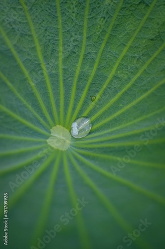 water drop on leaf