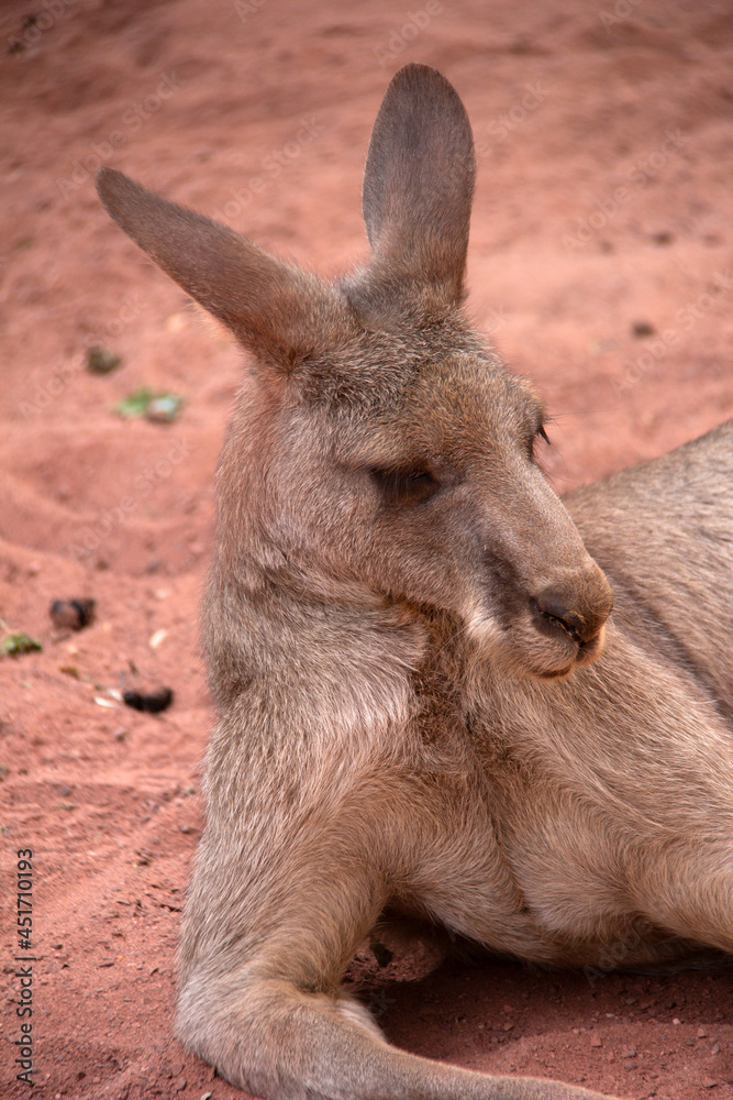 Kangaroo laying down on the sand 