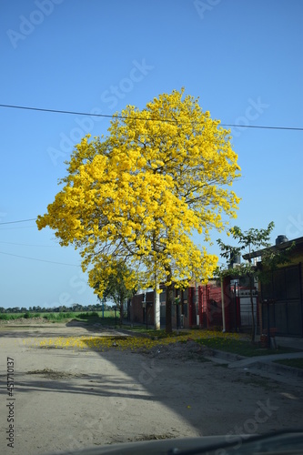 amarillo
