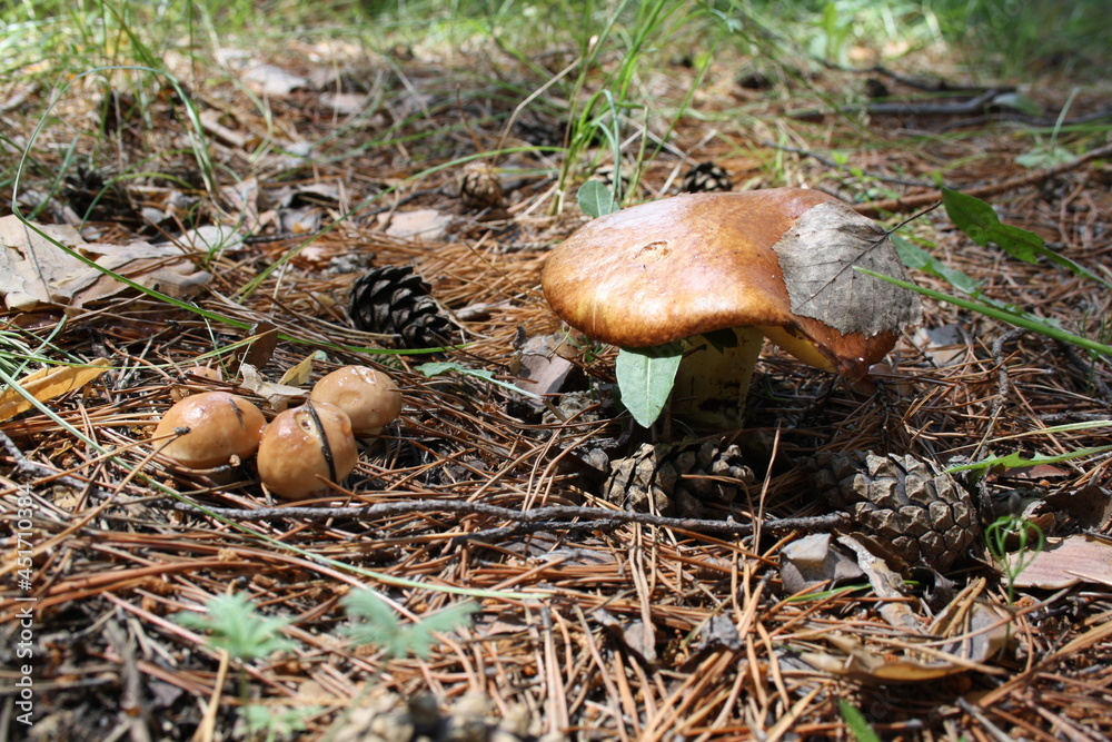 Mushrooms, butter, recreation, mushroom picking, health, food, harvesting, forest, background, desktop background (Грибы, маслята, отдых, сбор грибов, здоровье, еда, заготовки, лес, фон, фон рабочего) Mushrooms, butter, recreation, mushroom picking, health, food, harvesting, forest, background, desktop background (Грибы, маслята, отдых, сбор грибов, здоровье, еда, заготовки, лес, фон, фон рабочего)