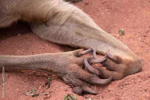 Crossed paws of a kangaroo with red sand on background