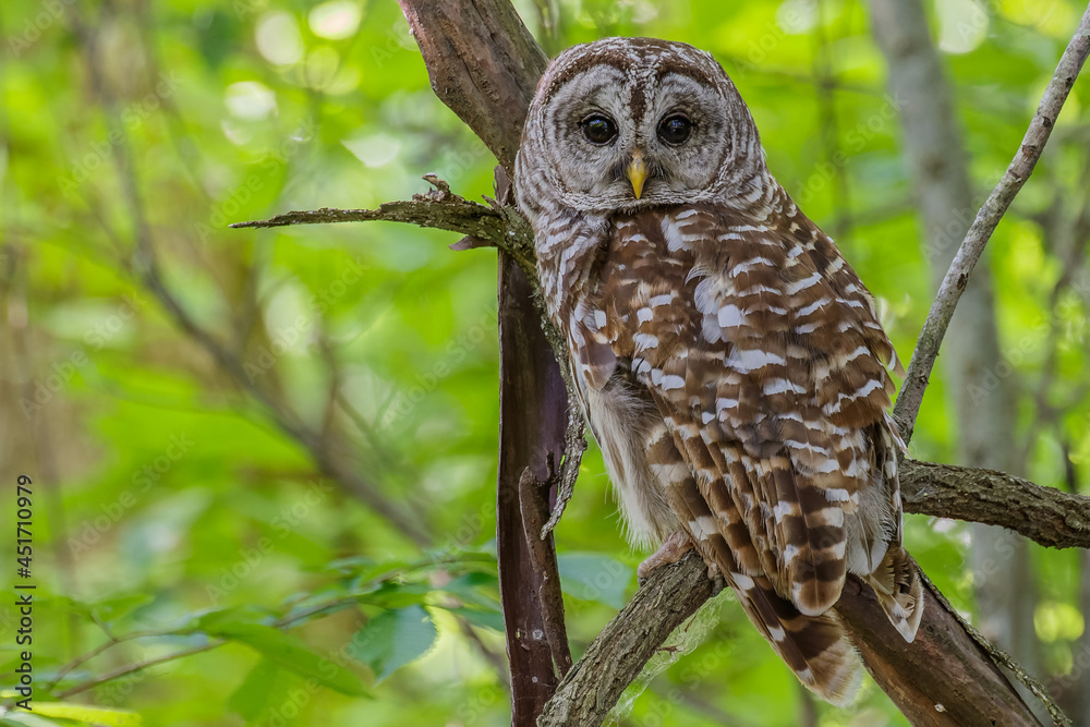 Obraz premium Barred Owl
