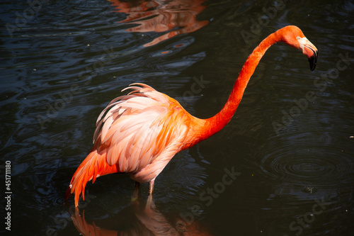flamingo walking in dark water with his reflection on water