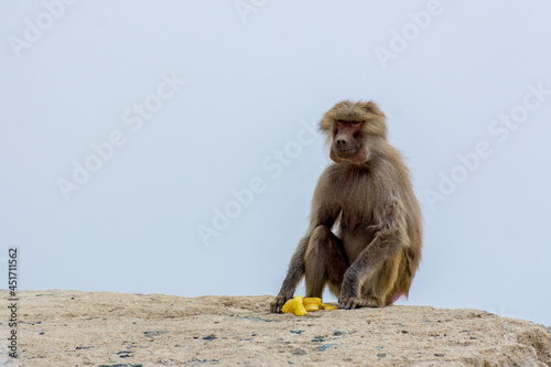 Hamadryas baboon © Naushad