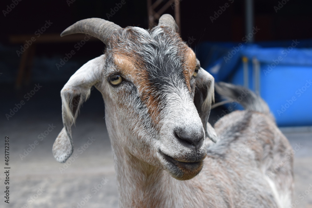 Naklejka premium Brinco