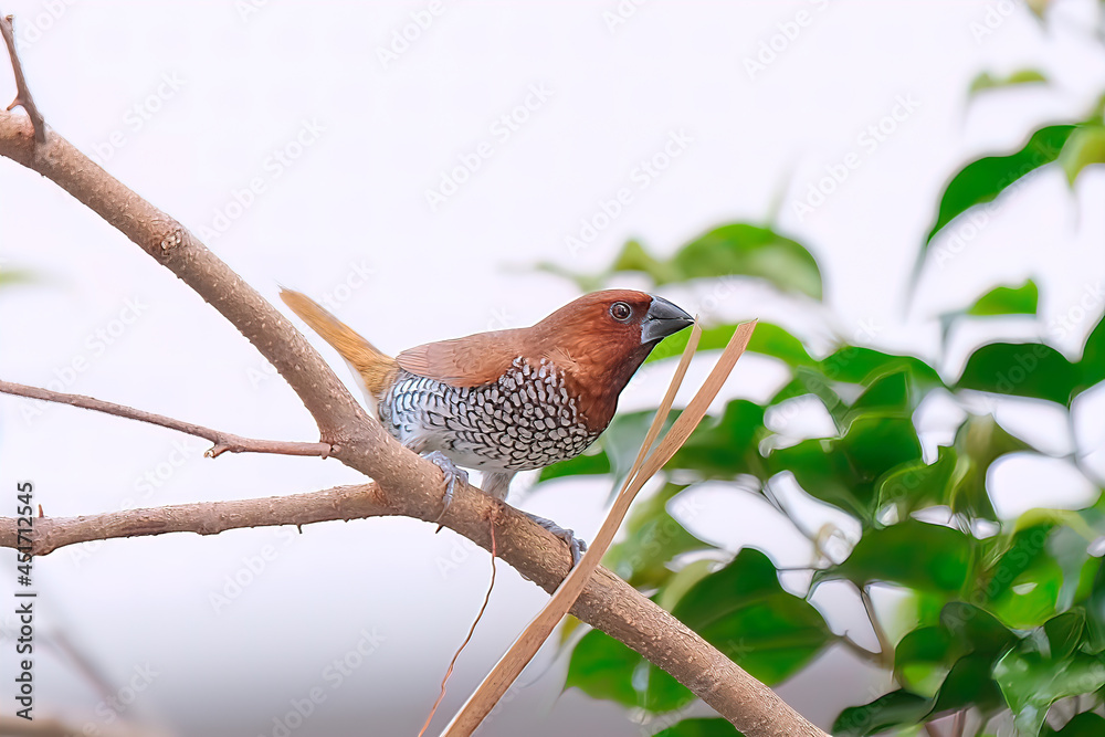 Fototapeta premium scaly-breasted munia