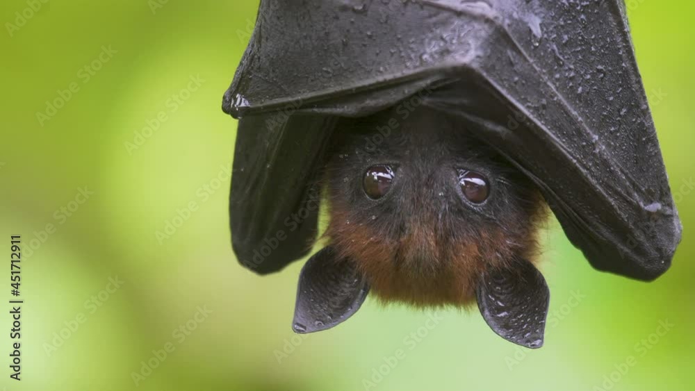 black bat