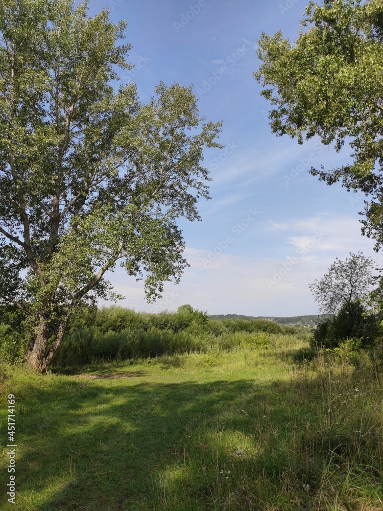 landscape with trees