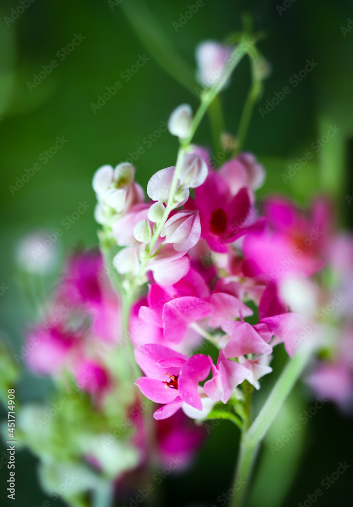 Macro closeup of Antigonon leptopus. Beautiful coral vine, Coralita, bee bush wild flower of blossoms in sunlight. Macro closeup of Antigonon leptopus. Beautiful coral vine, Coralita, bee bush wild flower of blossoms in sunlight.