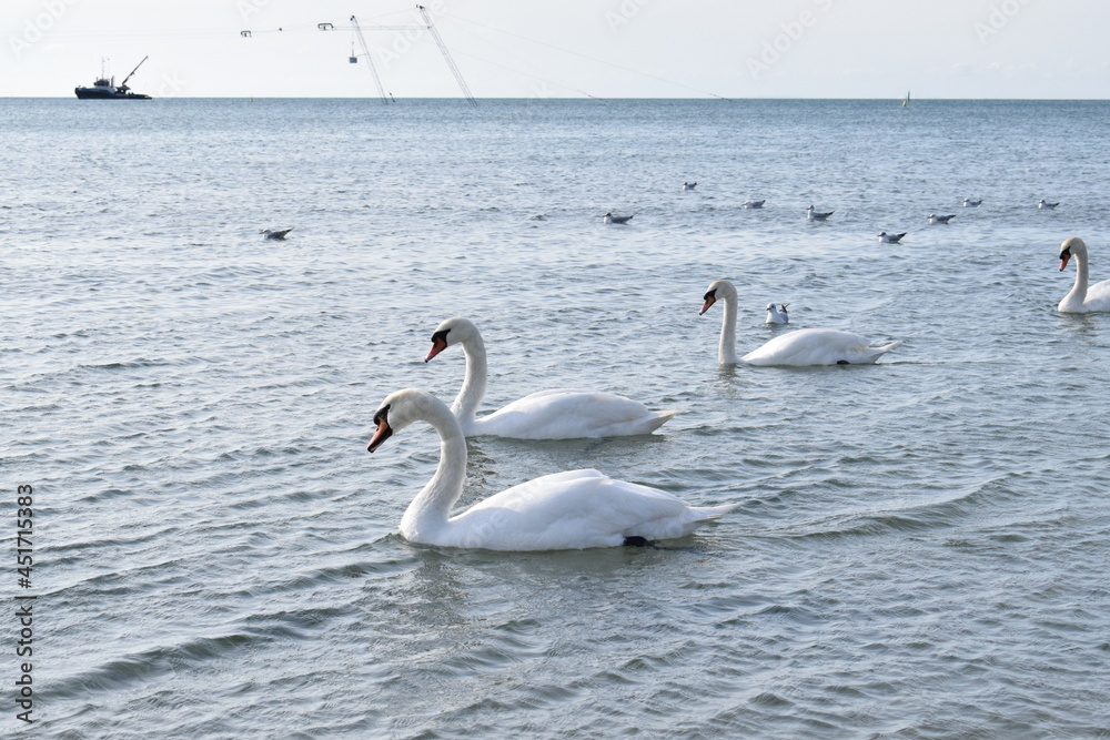 Swans on the Black Sea, pebble beach. Anapa resort town, summer. Swans on the Black Sea, pebble beach. Anapa resort town, summer.